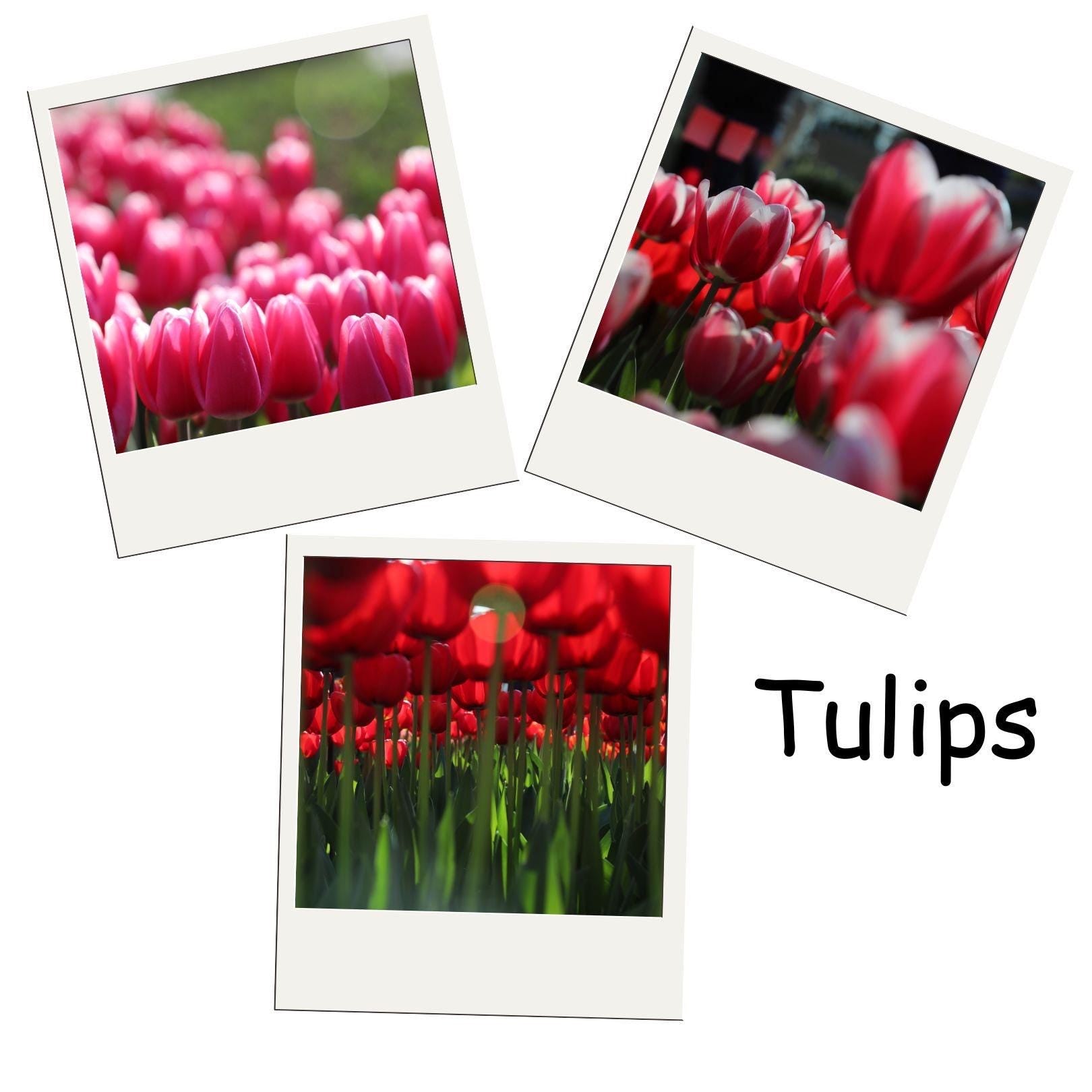 Photos Magnets for any Occasion | 3 Pack